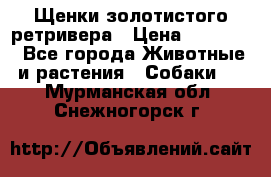 Щенки золотистого ретривера › Цена ­ 15 000 - Все города Животные и растения » Собаки   . Мурманская обл.,Снежногорск г.